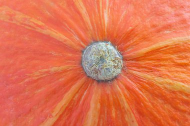 abstract Halloween background: close up of top part of Hokkaido pumpkin