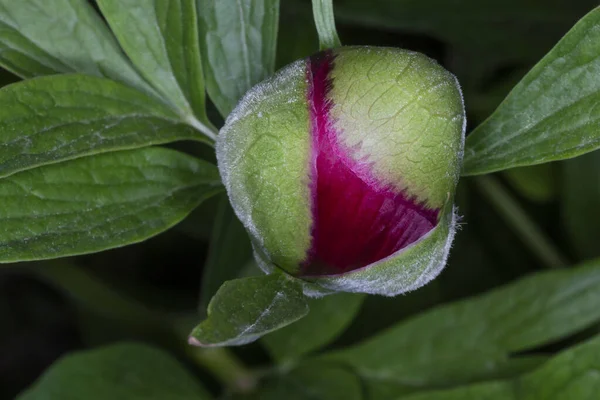 Kapalı koyu kırmızı şakayık tomurcuğuna yakın.
