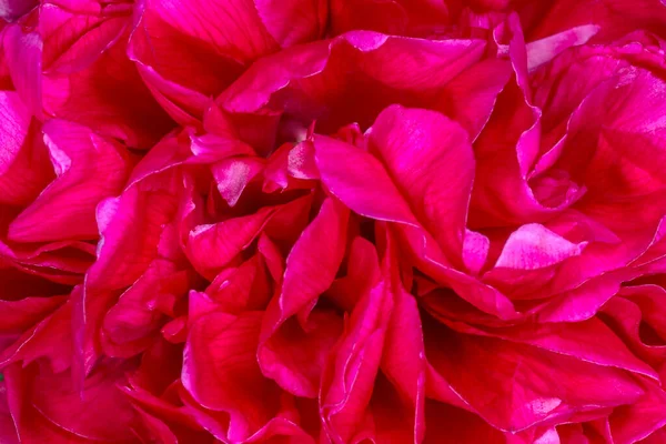 Tutup Dari Ungu Keriting Bunga Peony — Stok Foto