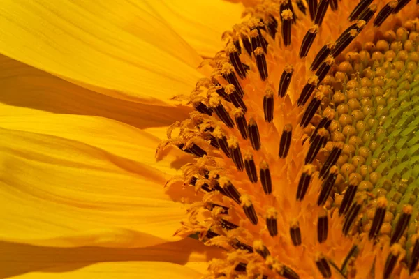 Gros Plan Tête Tournesol Avec Des Pétales Jaunes — Photo