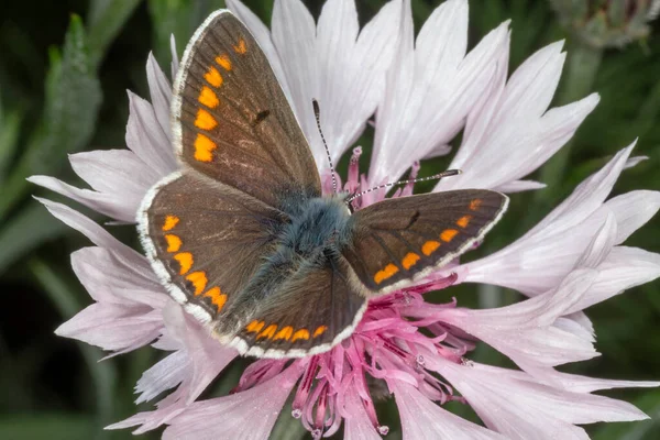 Close Brown Lycaenidae Butterfly Sitting Pink Cornflower — Stockfoto