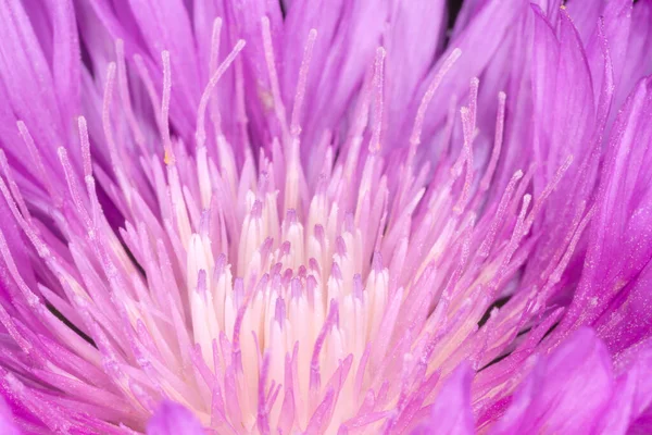 Close Whitewash Cornflower Blossom — Stock Photo, Image