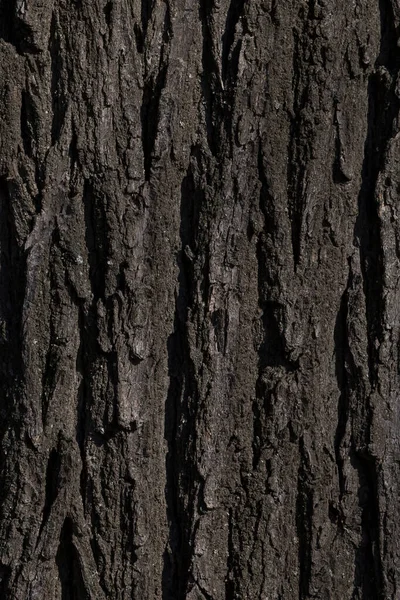 Αφηρημένο Φυσικό Υπόβαθρο Κοντινό Πλάνο Του Κορμού Του Δέντρου Ακακίας — Φωτογραφία Αρχείου