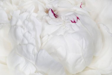 Beyaz şakayık çiçeğini kapat.