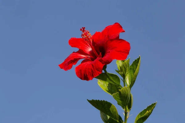 Zblízka Červené Ibišku Rosa Sinensis Květ Proti Modré Obloze — Stock fotografie