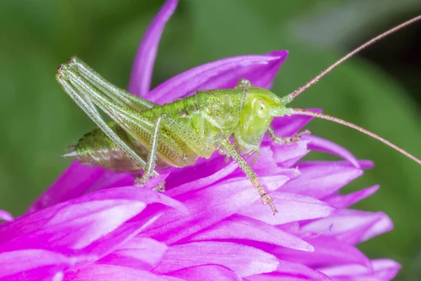 Close Green Bush Cricket Sitting Purple Cornflower — Stock Photo, Image