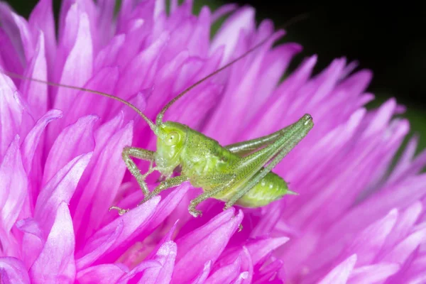 Close Green Grasshopper Sitting Purple Cornflower — Stock Photo, Image