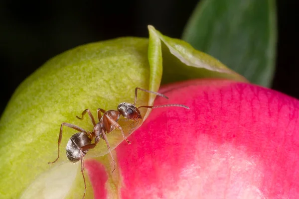 Zblízka Hnědého Mravence Sedícího Pivoňkovém Květu — Stock fotografie
