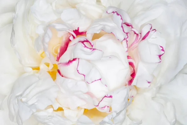 Κοντινό Πλάνο Του Λευκού Παιώνιου Λουλουδιού Μωβ Άκρη — Φωτογραφία Αρχείου