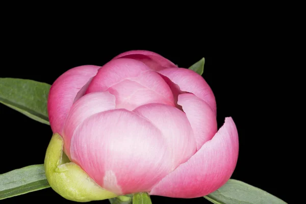 Close Van Verse Roze Pioenroos Bloem Tegen Zwarte Achtergrond — Stockfoto