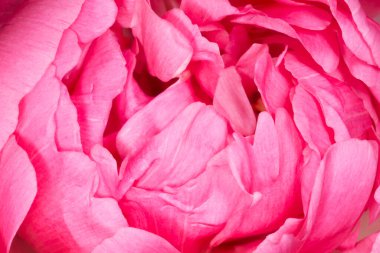 Güzel pembe şakayık çiçeğine yakın.