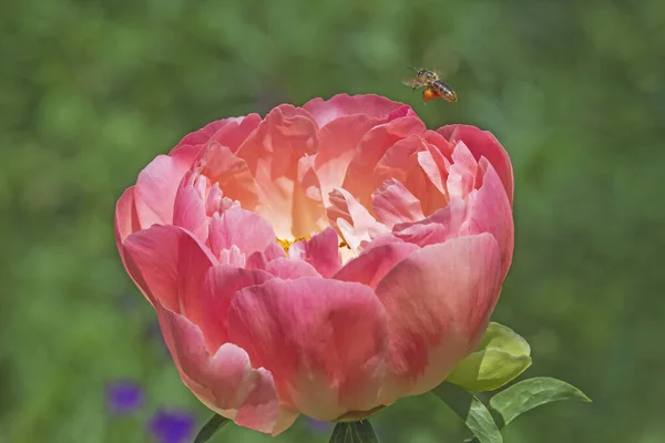 Flyger Ovanför Stora Pion Blomma Trädgården Mot Grön — Stockfoto