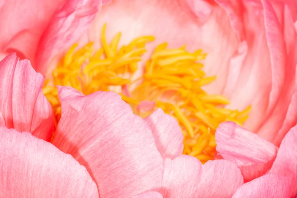 Close Pink Peony Blossoming — Stock Photo, Image