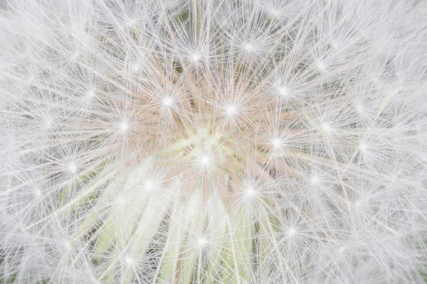 Close White Dandelion Flower Head — Stock Photo, Image