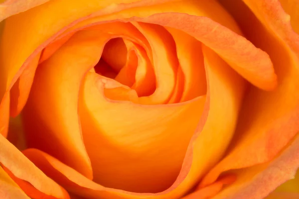 Close Beautiful Orange Rose Flower — Stock Photo, Image