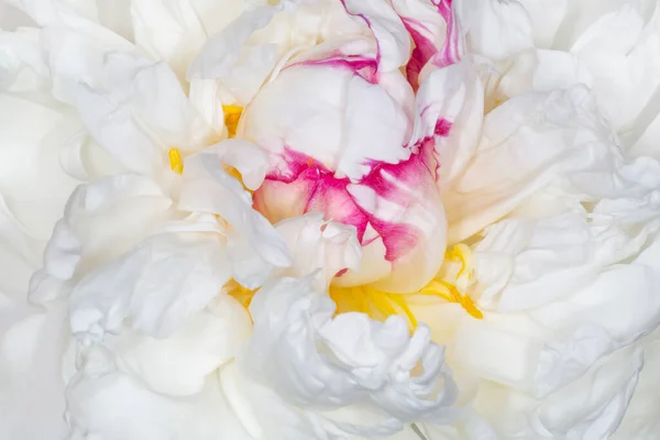 Close White Curly Peony Blossoming Purple Edging — Stock Photo, Image