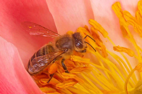 Zblízka Včely Sbírání Pylu Uvnitř Růžové Pivoňkové Květiny — Stock fotografie