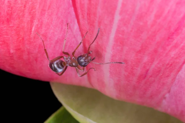 Zblízka Hnědého Mravence Sedícího Růžové Pivoňce — Stock fotografie