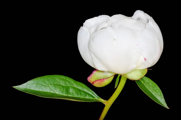 Nahaufnahme Der Weißen Pfingstrosenblüte Isoliert Auf Schwarzem Hintergrund — Stockfoto