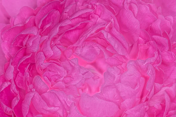 자줏빛의 곱슬곱슬 꽃잎을 가까이 — 스톡 사진