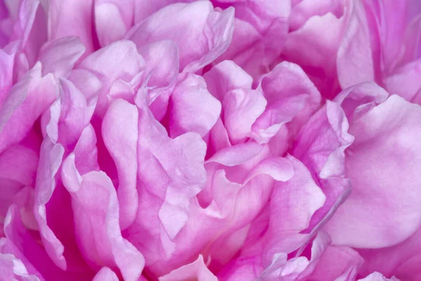 Närbild Rosa Lockigt Pion Blomma — Stockfoto