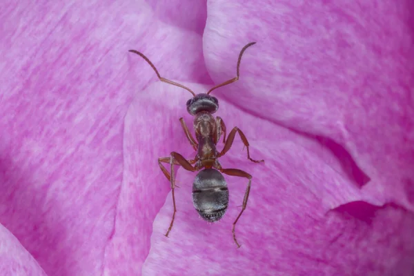 Primo Piano Formica Marrone Seduta Fiori Peonia Rosa — Foto Stock