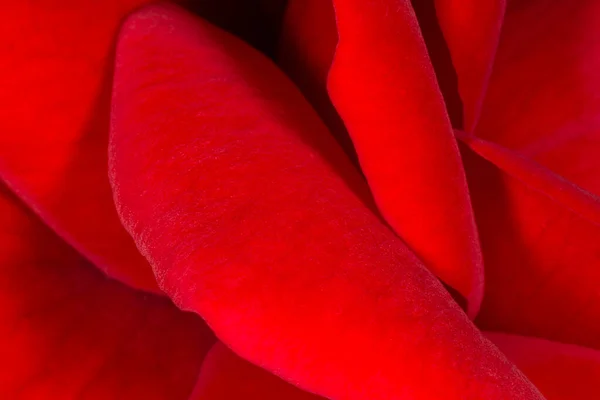 붉은색 장미꽃 — 스톡 사진