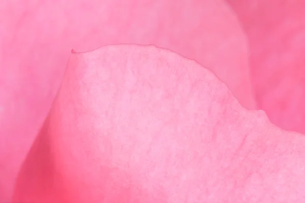 ピンク色のバラの花びらの終わり — ストック写真