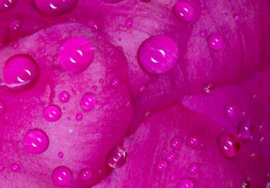 ... yağmur damlalarıyla kaplı mor şakayık yapraklarını kapatın.