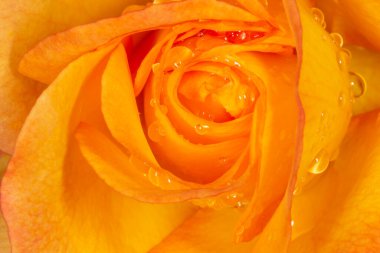 Yağmur damlalarıyla kaplı turuncu gülü kapat.