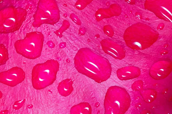 Крупним Планом Пелюстка Рожевої Троянди Вкрита Краплями Дощу — стокове фото