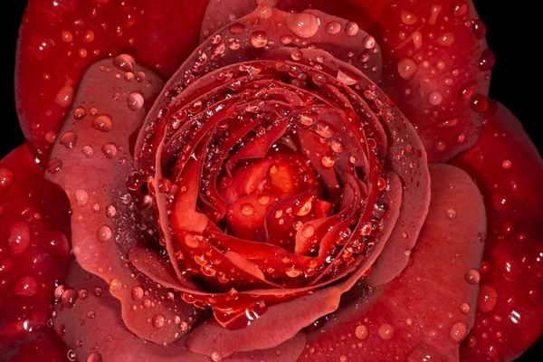 Close Mahogany Rose Covered Rain Drops Black Background — Stock Photo, Image