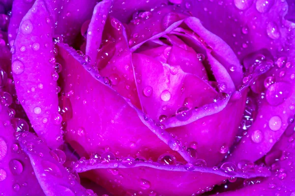 Close Violet Rose Covered Rain Drops — Stock Photo, Image