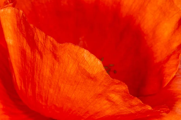 Kızıl Gelincik Çiçeğinin Taç Yapraklarını Kapatın — Stok fotoğraf