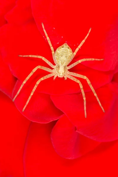 Primer Plano Araña Sentada Sobre Pétalos Rosa Roja — Foto de Stock