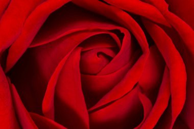 Koyu kırmızı çiçeğe yaklaş.