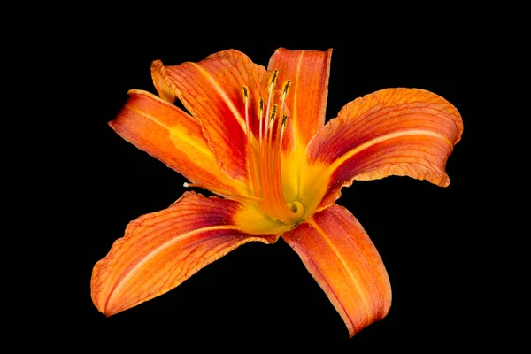 Nahaufnahme Von Orangefarbener Liliumblüte Isoliert Auf Schwarz — Stockfoto