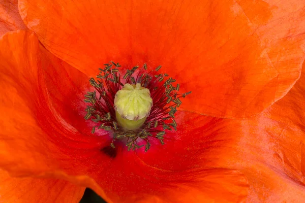 Gros Plan Fleur Pavot Rouge — Photo