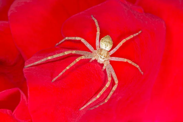 Close Brown Spider Sitting Petal Red Rose — Stock Photo, Image