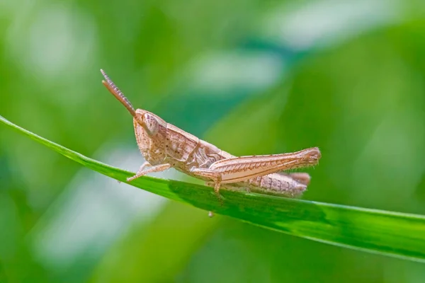 Close Small Brown Grasshopper Sitting Green Blade Grass — Stock Photo, Image