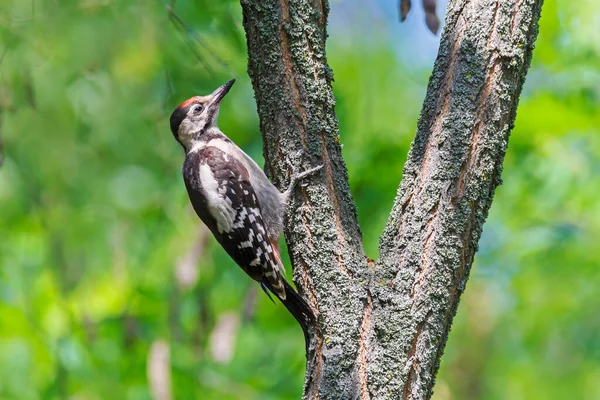 Close Woodpecker Sitting Branch Tree Summer — Stock Photo, Image