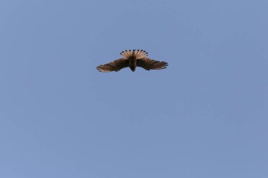 Genel kerkenez üzerinde açık mavi bir gökyüzünde uçuyor