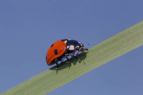 Close Ladybug Moving Top Blade Blue Sky — Stock Photo, Image
