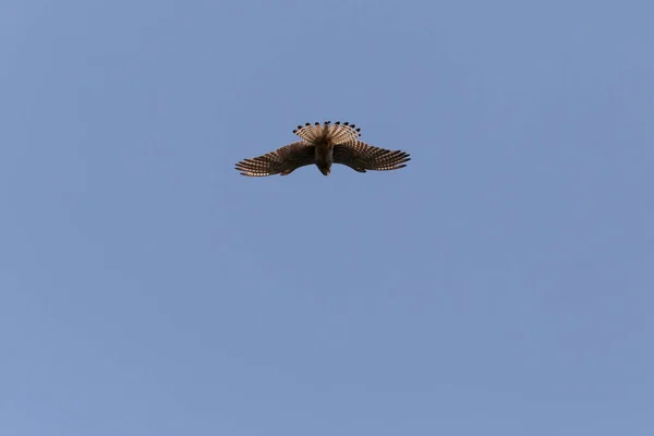 Vista Sobre Cernícalo Común Volando Cielo Azul Claro — Foto de Stock