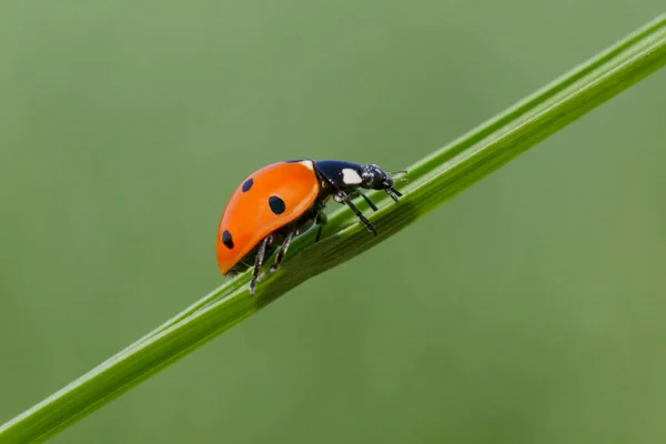 Primer Plano Mariquita Hoja Hierba Sobre Fondo Verde —  Fotos de Stock