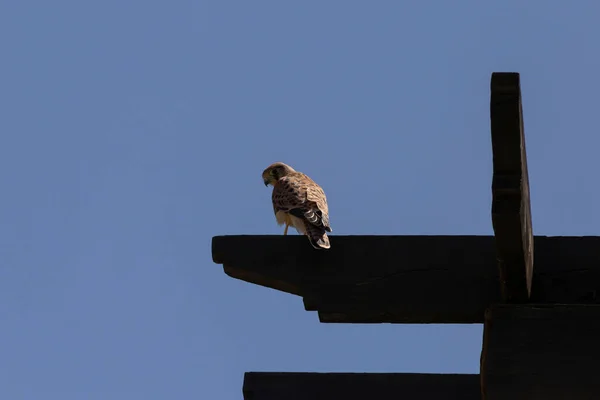 Common Kestrel Sitting Dark Brown Wooden Beam Blue Sky — Photo