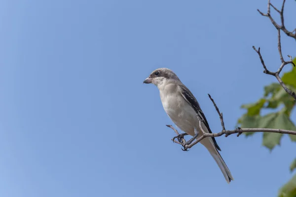 Close Great Grey Shrike Sitting Branch Tree — Stock fotografie