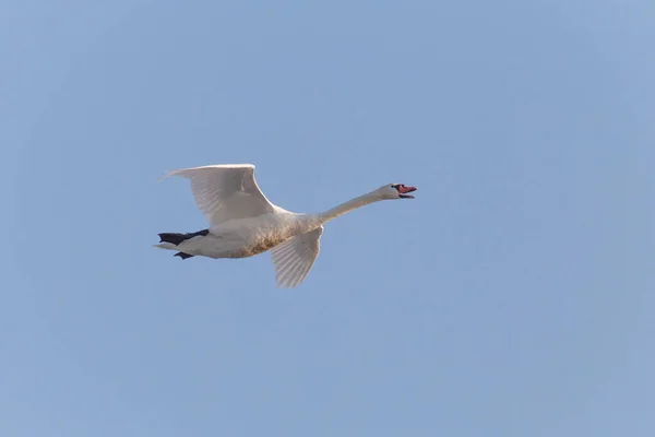 White Swan Flying Clear Blue Sky — стоковое фото