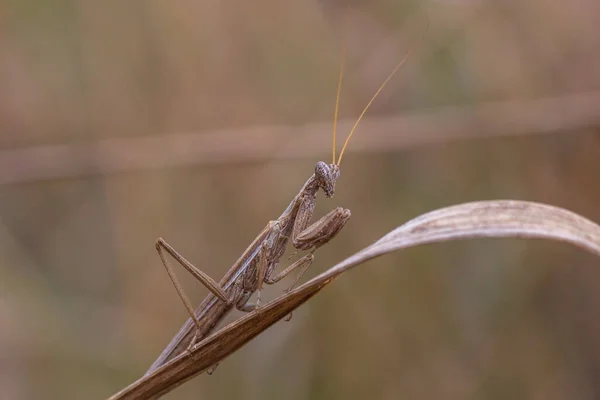 Close Brown Mantis Sitting Dry Plant — Foto de Stock