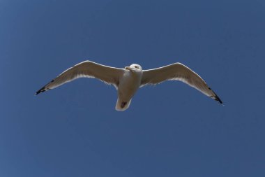 Açık mavi gökyüzünde uçan büyük siyah sırtlı martılara yakın.